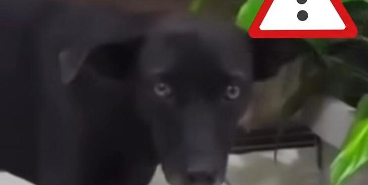 Polícia apura morte por envenenamento de 18 cães em Congonhas