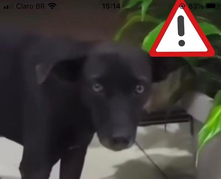 Polícia apura morte por envenenamento de 18 cães em Congonhas