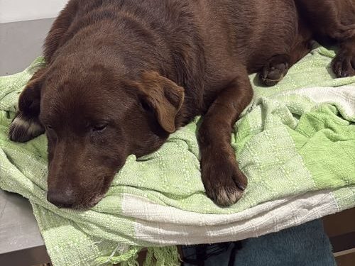 Segundo caso de suspeito envenenamento de cães em Congonhas