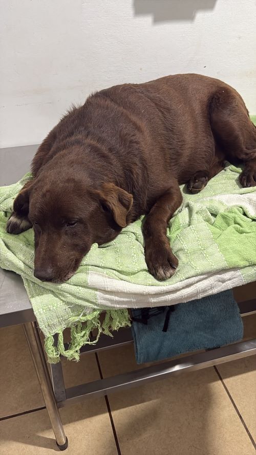 Segundo caso de suspeito envenenamento de cães em Congonhas