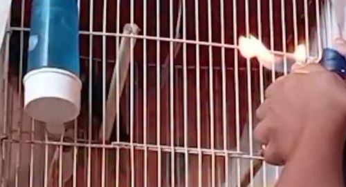 Vídeos de crueldade contra animais levam à investigação e resgate em Lafaiete