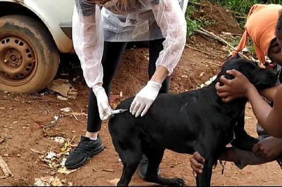 Projeto amplia direitos e endurece punições por maus-tratos a animais