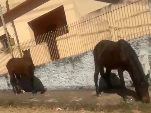 Carandaí registra cavalos soltos após morte de animal