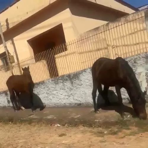 Carandaí registra cavalos soltos após morte de animal