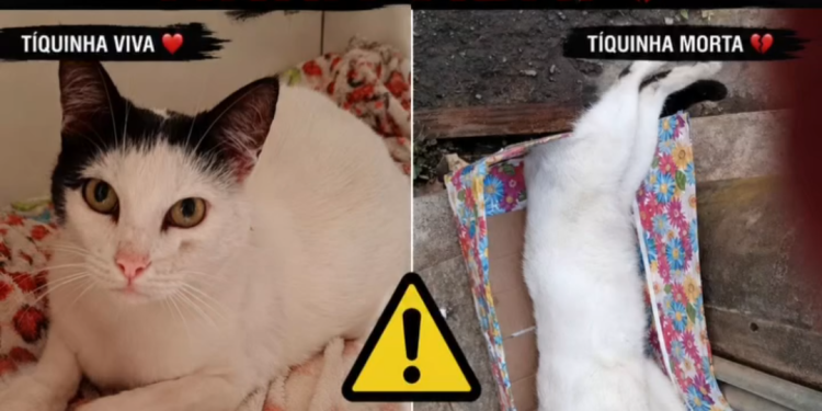 Suspeita de veneno contra gata acende alerta em Carandaí