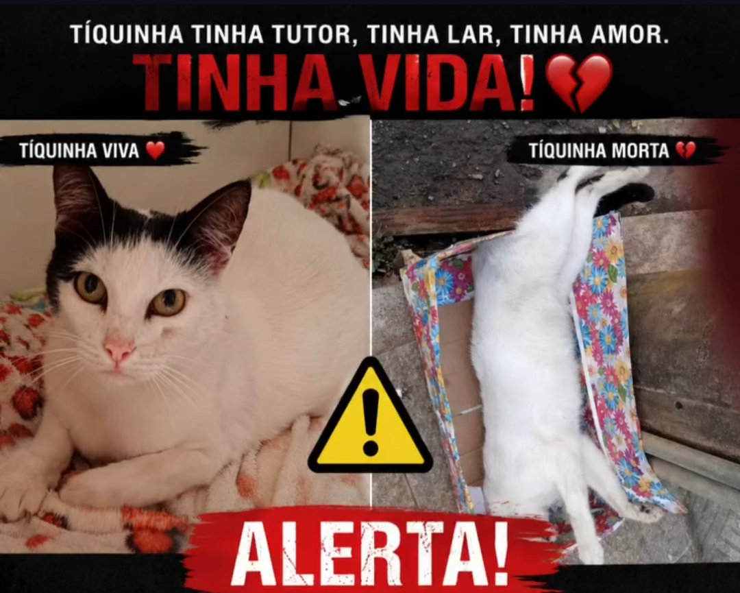 Suspeita de veneno contra gata acende alerta em Carandaí