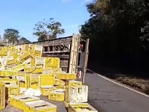 Caminhão de frangos tomba e carga fica espalhada na rodovia