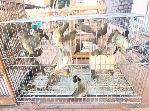 Operação contra tráfico de aves prende 13 suspeitos