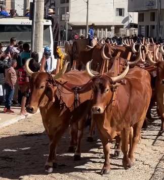 Desfile de carro de boi termina em correria em Senhora dos Remédios