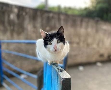 Comunidade denuncia envenenamento de gatos