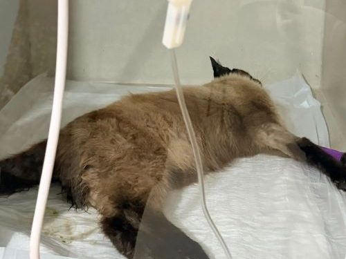 Envenenamento mata dois gatos e deixa outro ferido em Carandaí