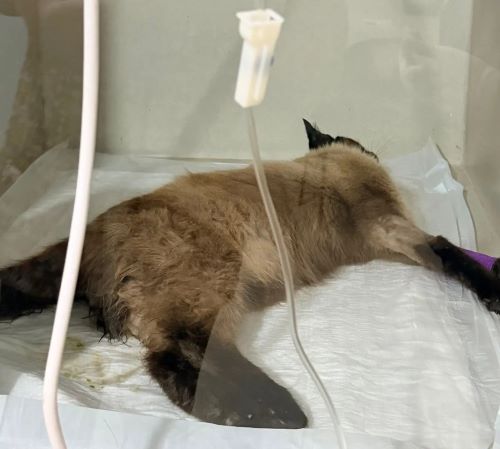Envenenamento mata dois gatos e deixa outro ferido em Carandaí