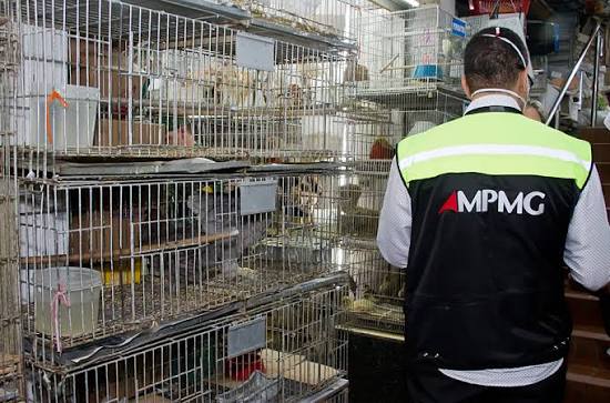 Câmara de BH aprova proibição de venda de animais no Mercado Central