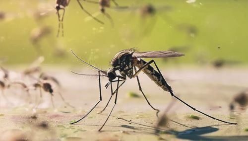 Dengue recua em Lafaiete, mas histórico mantém alerta sanitário