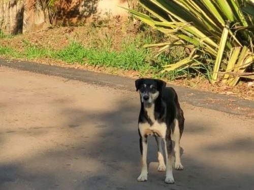 Câmara cobra respostas para abandono e maus-tratos animal