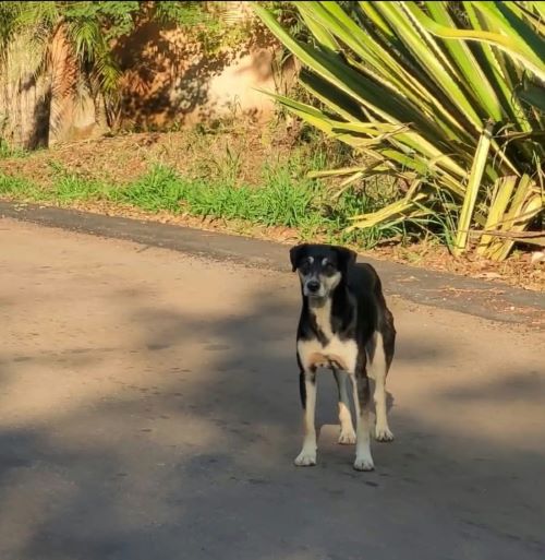 Câmara cobra respostas para abandono e maus-tratos animal