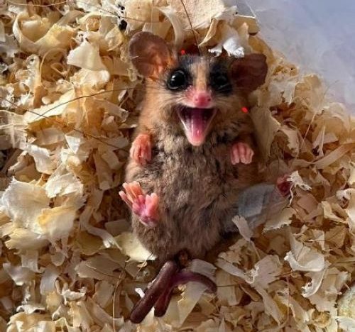 Cuíca ferida na BR-040 é tratada e volta à natureza