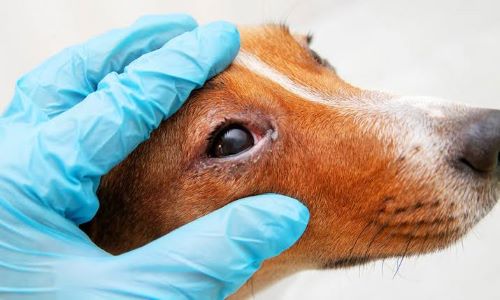 Lafaiete reforça vacinação de cães contra a cinomose