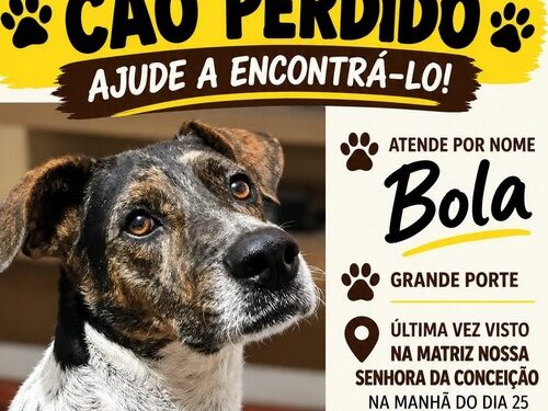 Mobilização tenta encontrar cão comunitário desaparecido