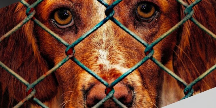 Projeto obriga clínicas veterinárias e pet shops a comunicar suspeitas de maus-tratos a animais